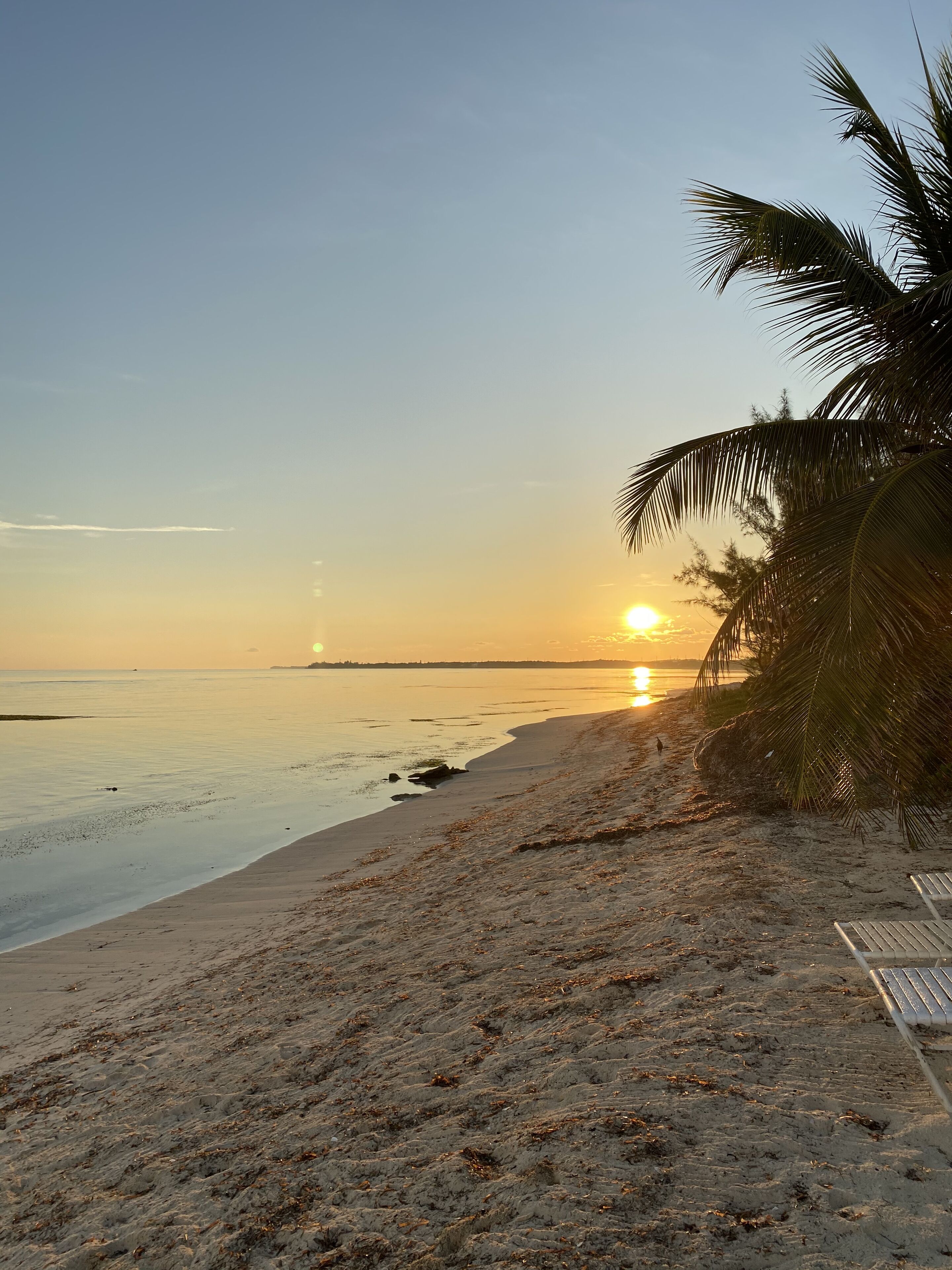 A beach with a palm tree and a sunset.