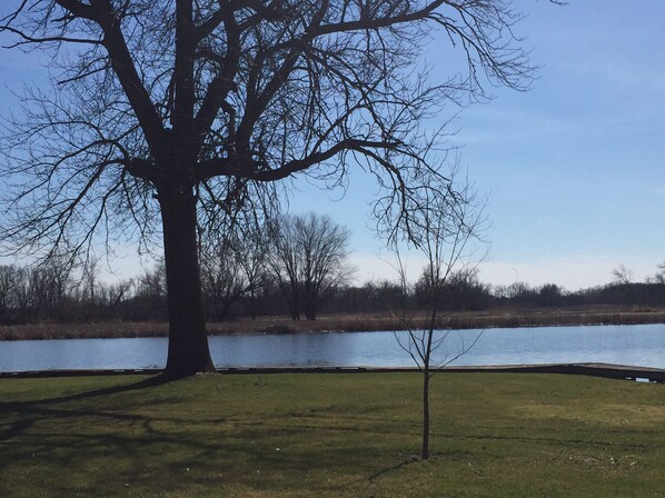 A large tree in a grassy area with a body of water in the background.