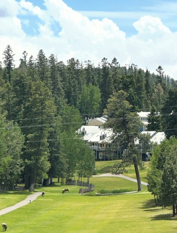 A large building surrounded by a forested area with a pathway leading to it.