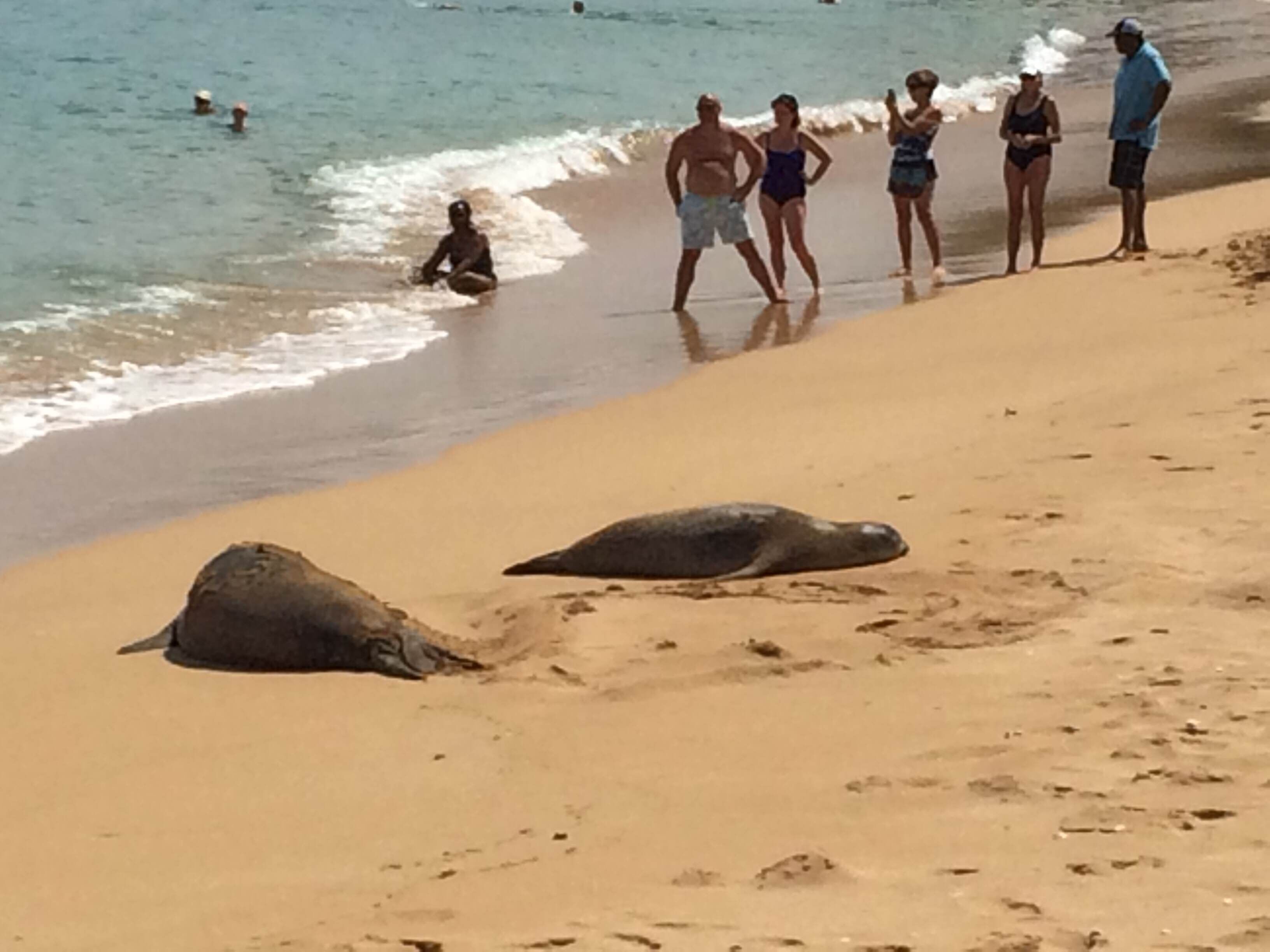 Ein Strand mit Menschen und Meeresschildkröten.