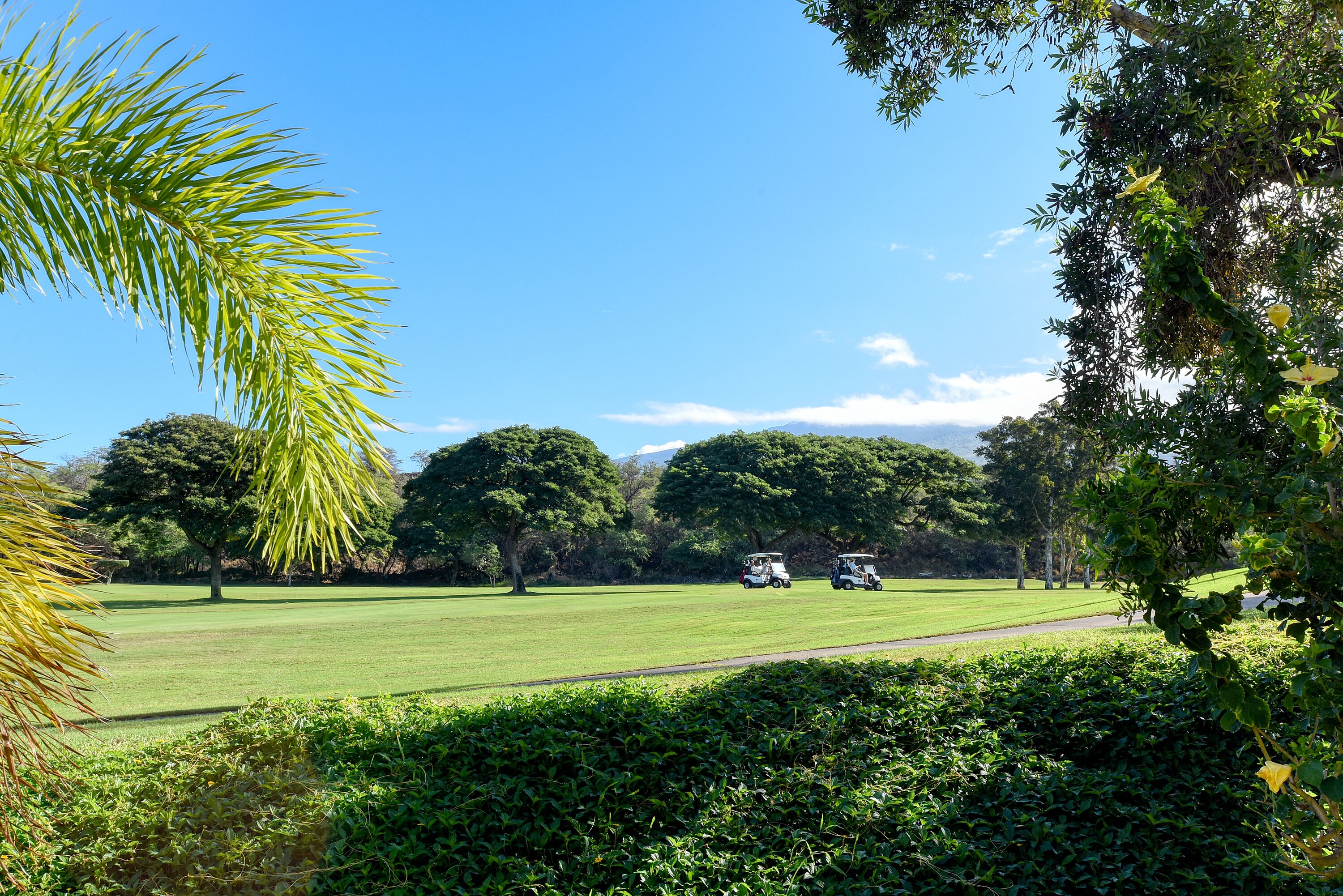 A golf course with two golf carts and lush greenery.