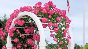 Um pérgolo branco com rosas cor-de-rosa e painel treliçado.