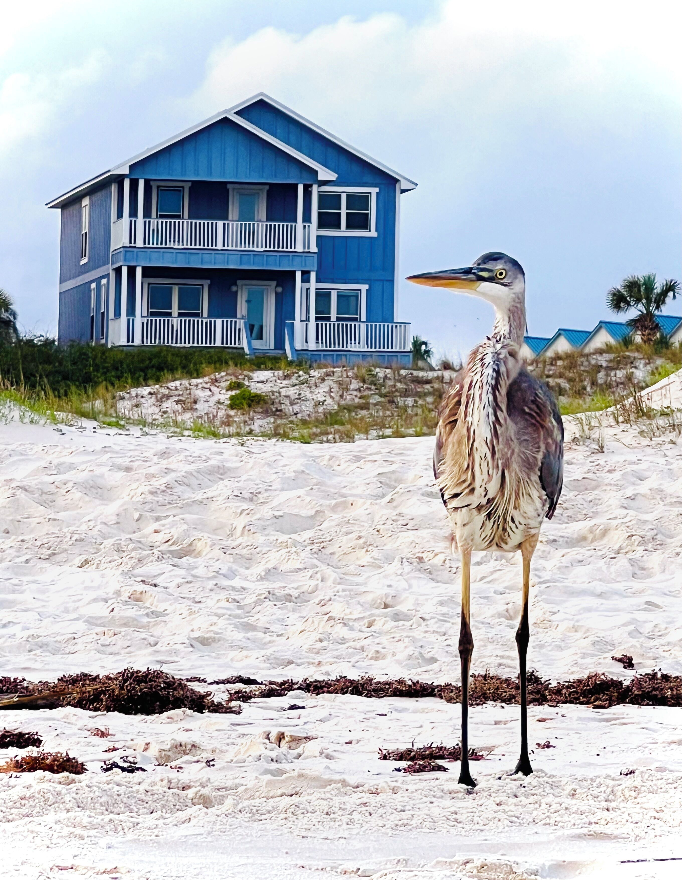 "Kat's Meow" AMAZING Beach Front House w/ Pool - Sleeps up to 16 - LOW RATES!
