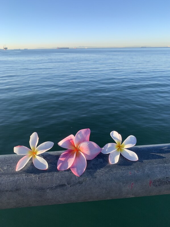Three flowers on a concrete ledge by a body of water.