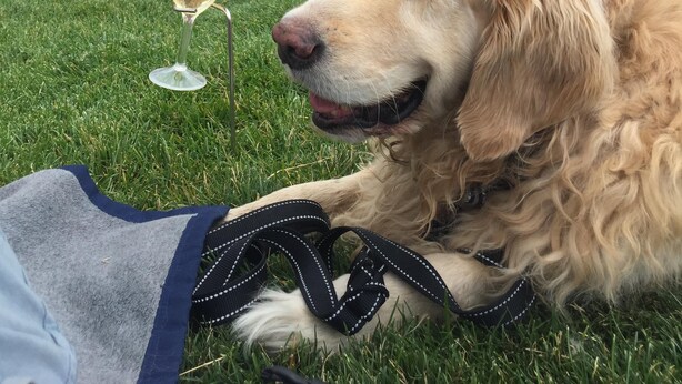 A dog lying on grass with a glass of wine nearby. -  PARK CITY CANYONS VILLAGE - LUXURY CONDO. ONE OF THE BEST LOCATIONS POSSIBLE, (Park City)