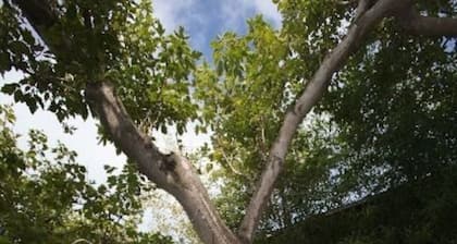 Perfecta ubicación en West Beach! Dos niveles 1-BR / 1Ba: camine hasta el centro o la playa.