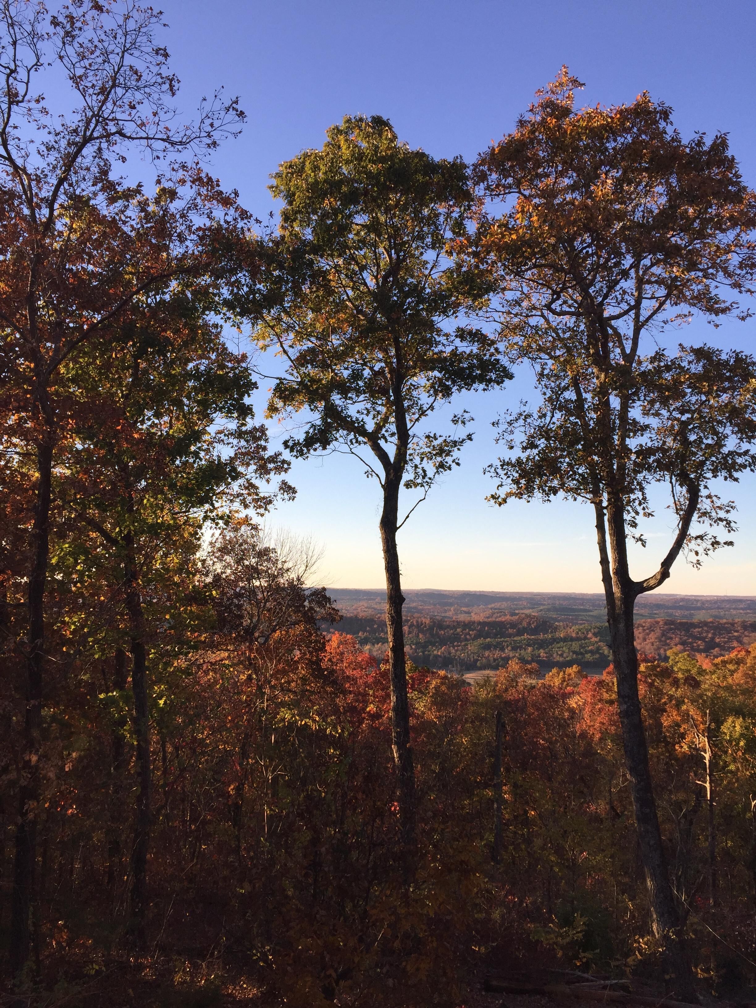 A forested landscape with tall trees and a distant view of a valley.