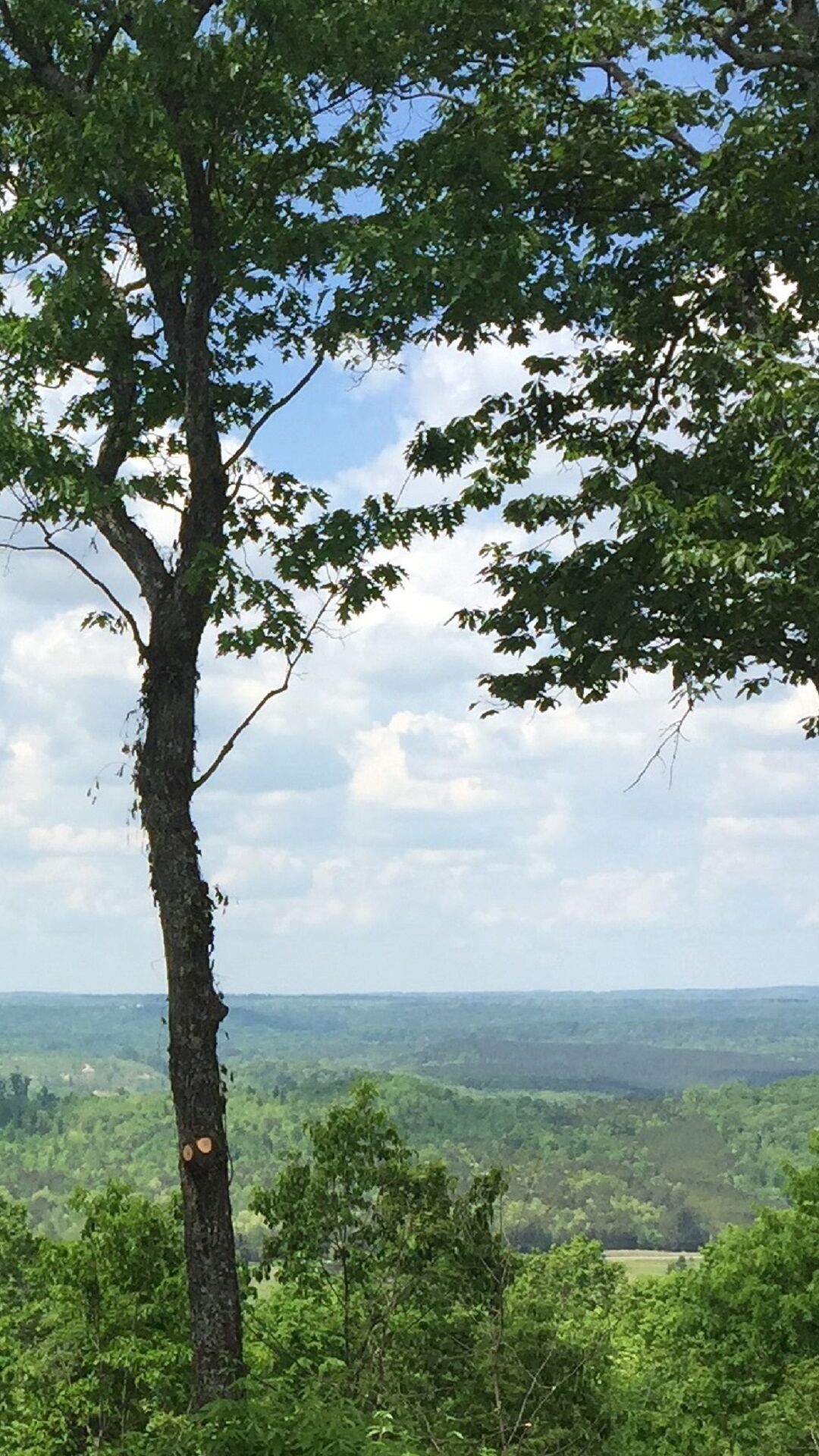 Ein Baum mit freiem Blick auf die umliegende Landschaft.