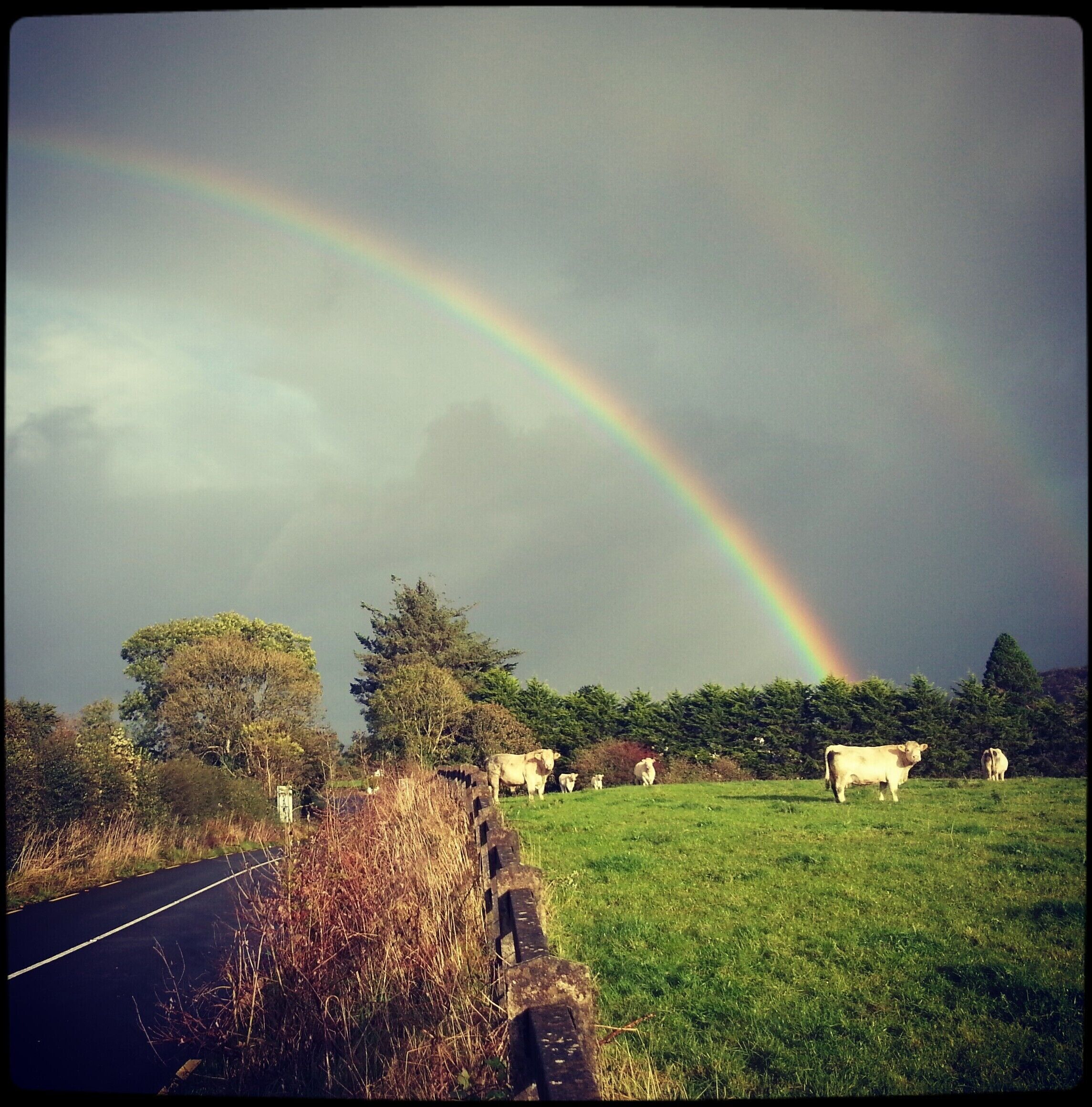 A rural landscape with a rainbow, a road, and grazing cattle.