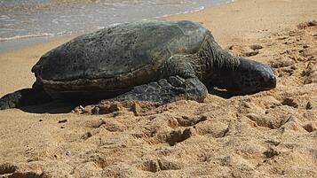 Beach nearby, sun loungers, beach towels