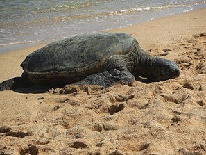 Perto da praia, espreguiçadeiras, toalhas de praia 