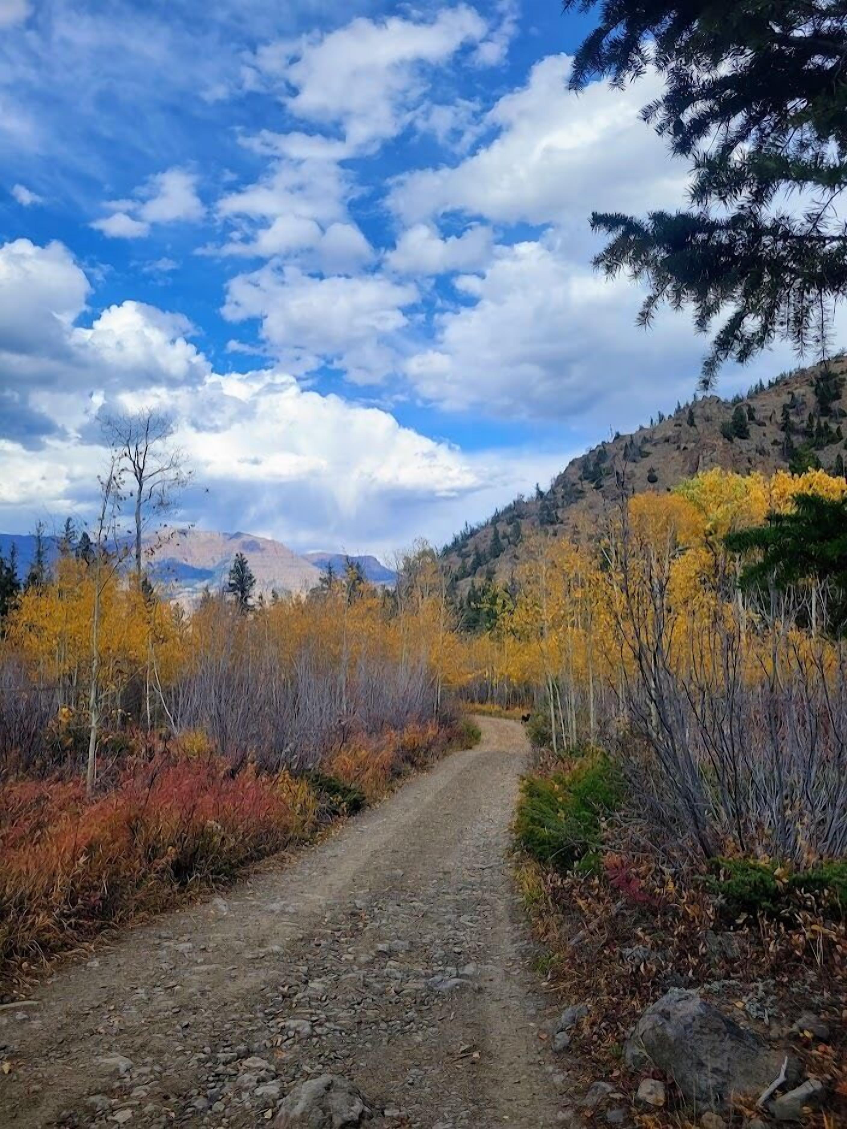 Ein unbefestigter Pfad führt durch einen Wald mit Herbstlaub, im Hintergrund ist ein Berg zu sehen.