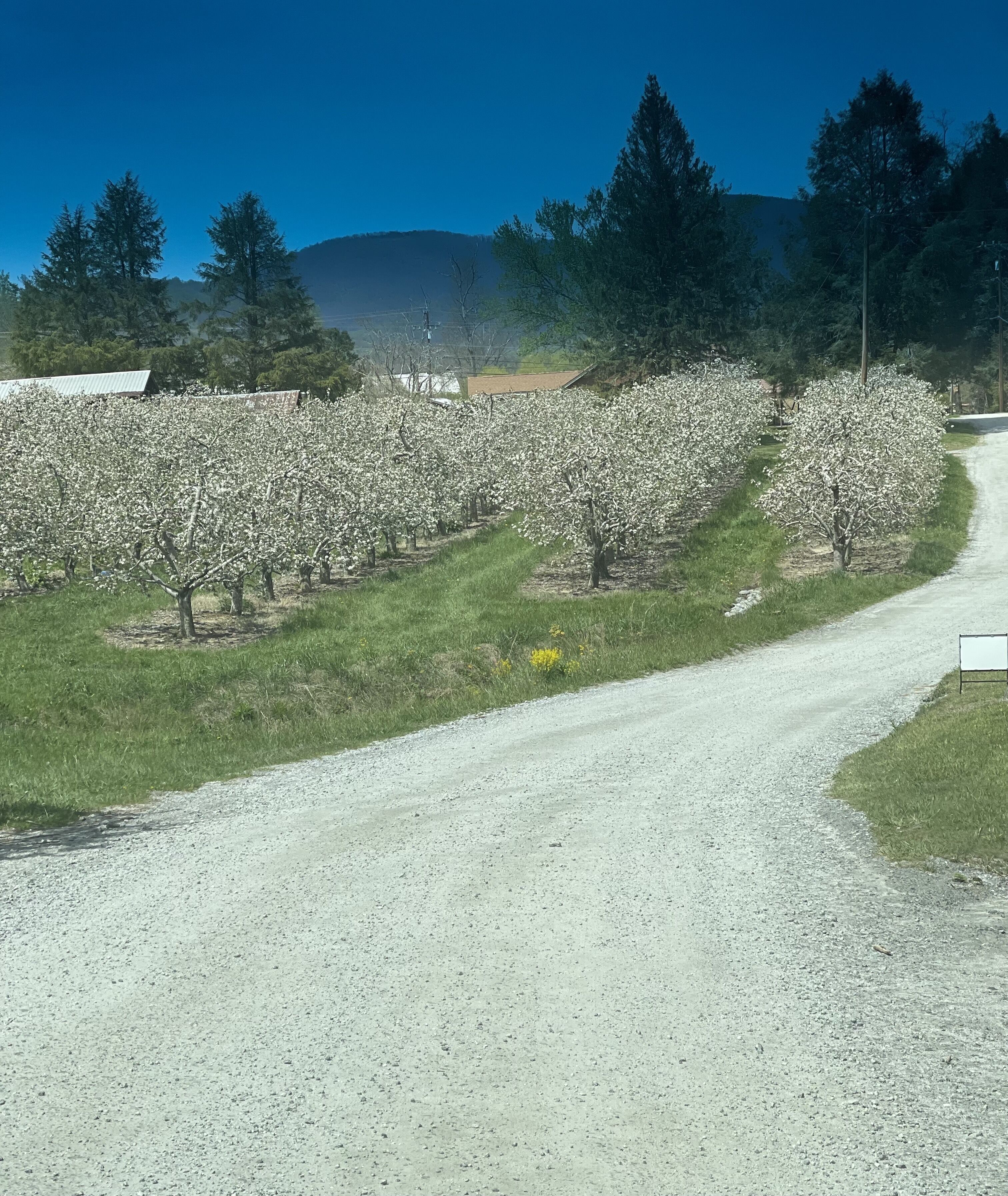 Una strada sterrata che si snoda attraverso un campo di alberi in fiore.