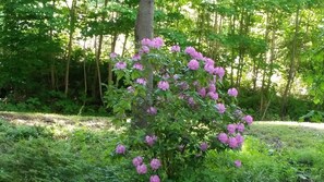 Property grounds - River-Front Cottage On The Juniata River (Hopewell)