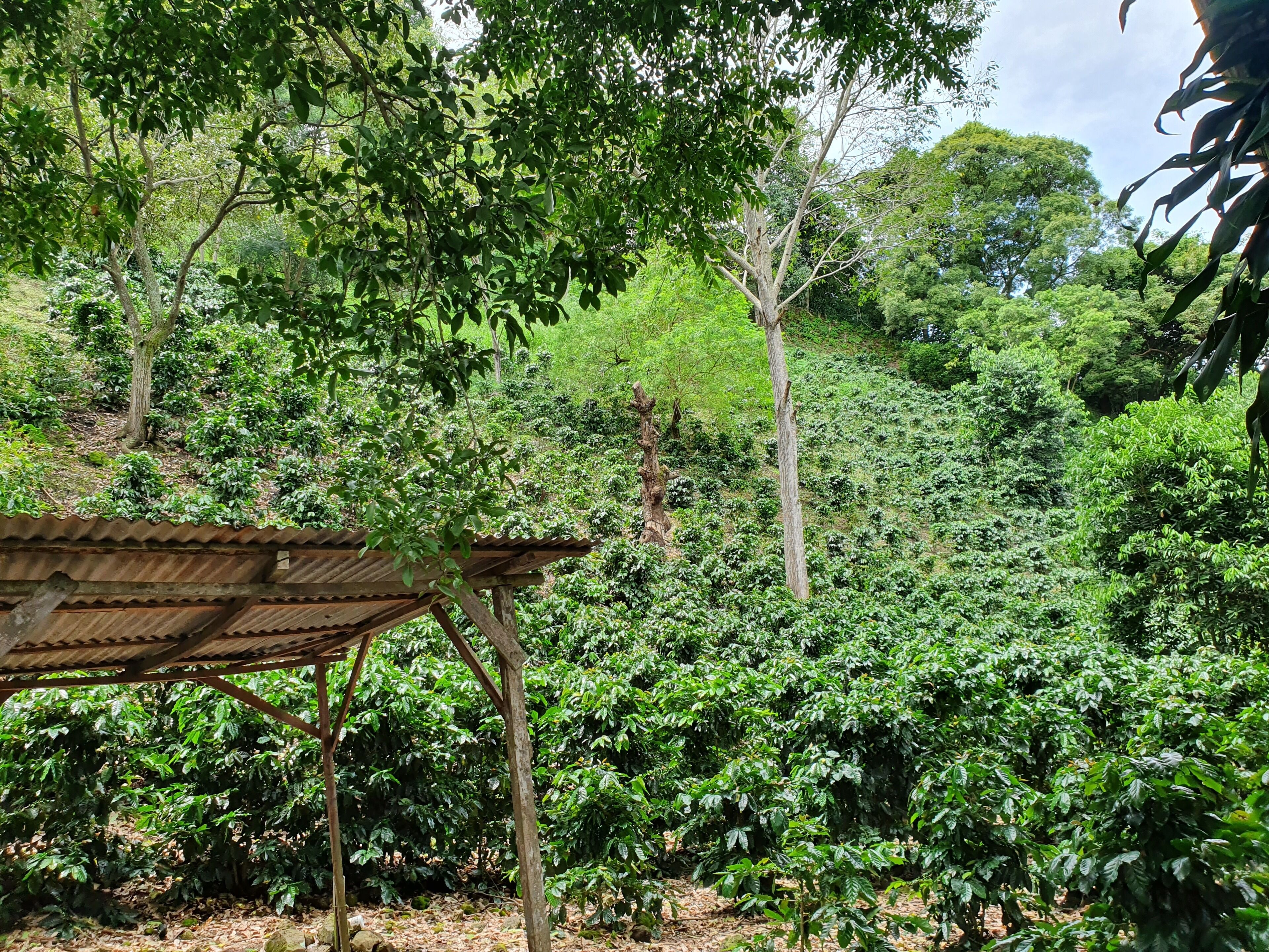 Una exuberante plantación de café con una rústica pérgola de madera.