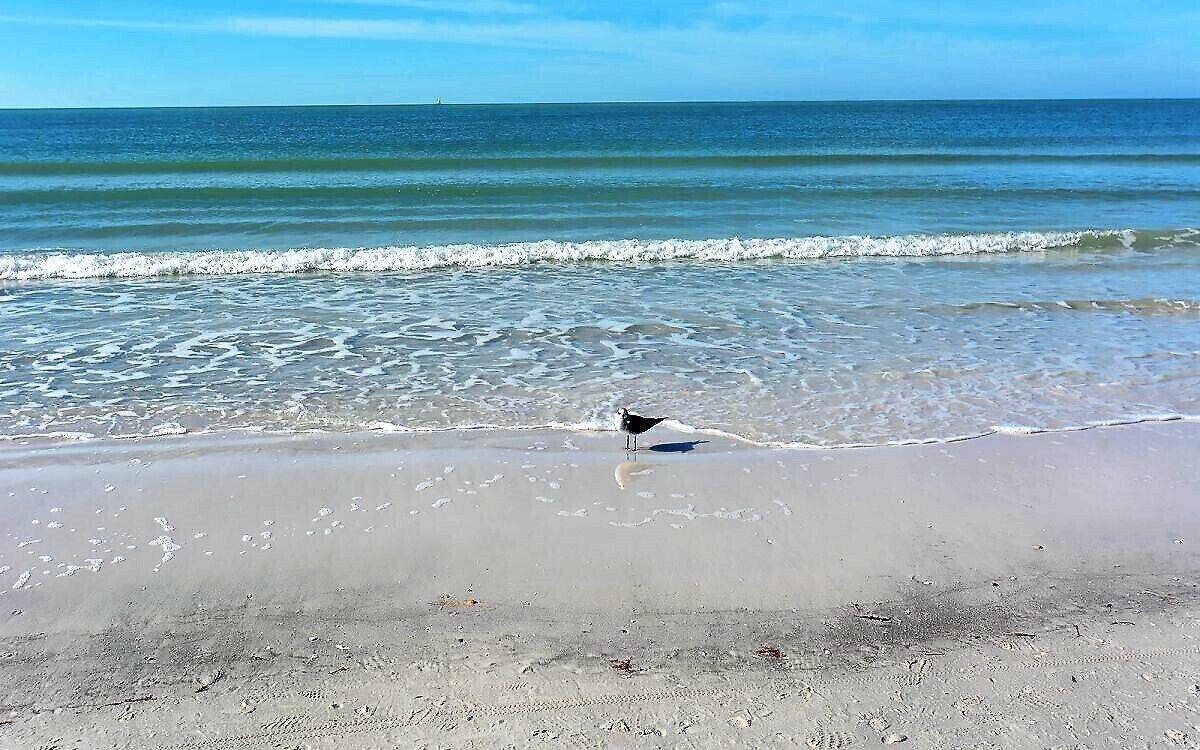 Una spiaggia con acque cristalline e un uccello sulla sabbia.
