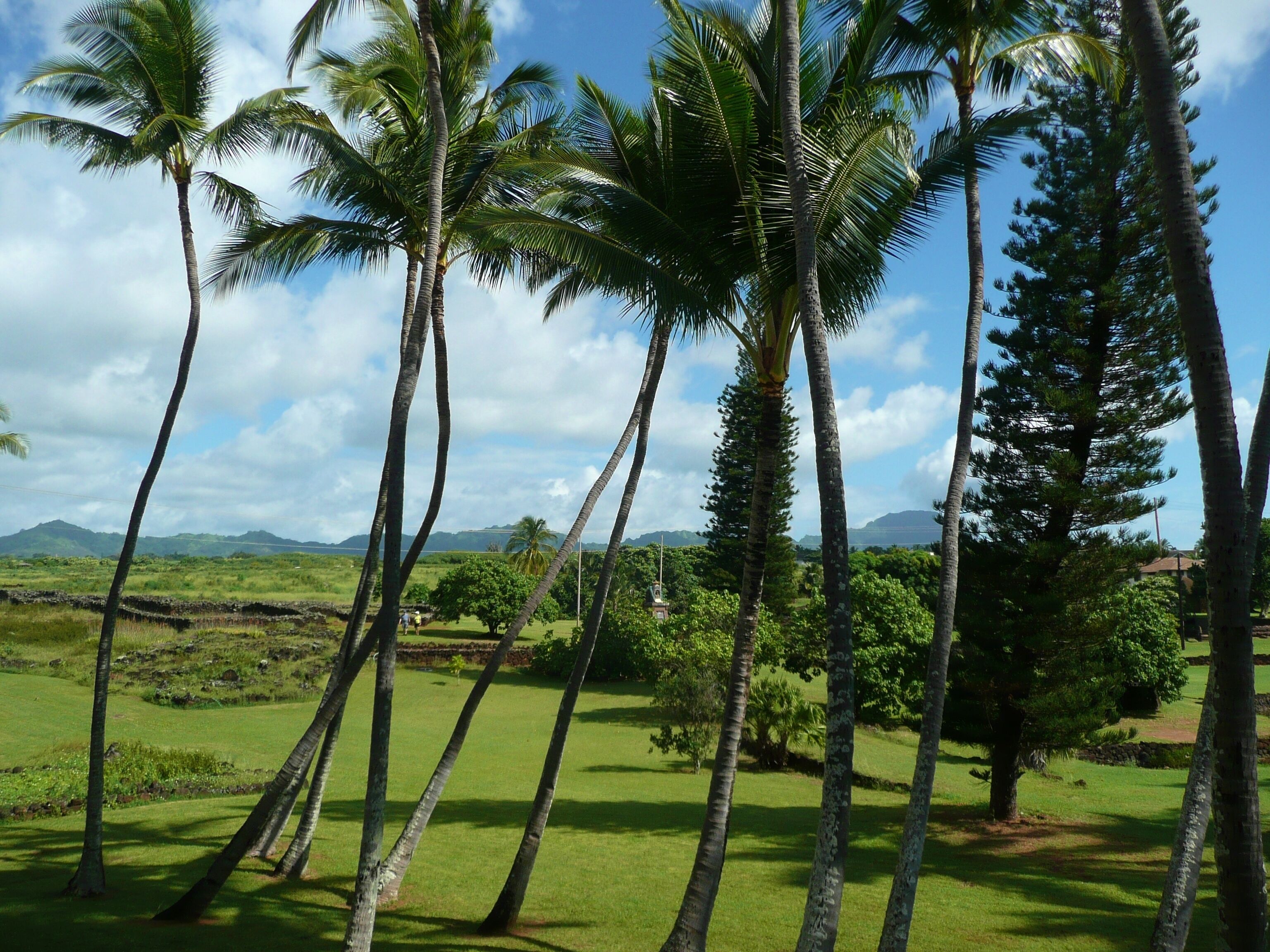 A landscape with tall palm trees and a grassy field.