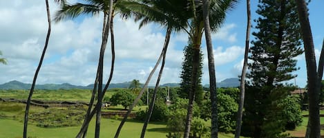 A landscape with tall palm trees and a grassy field.