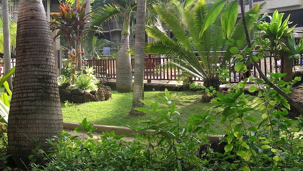 Un jardín exuberante con palmeras y plantas tropicales, una cerca de madera y un edificio al fondo.