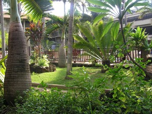 A lush garden with palm trees and tropical plants, a wooden fence, and a building in the background.