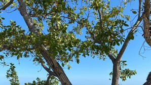 A tree-lined beach with clear water and rocky shore. - Waterfront, saltwater lagoon, 2 pools, ocean access, marina, tennis, pickleball (Key Largo)