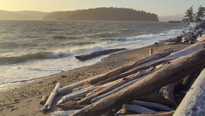 Una playa con ramas de madera a la orilla y piedras, un bosque lejano y un cielo nublado.
