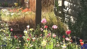 A garden with a variety of colorful flowers and a wooden fence.