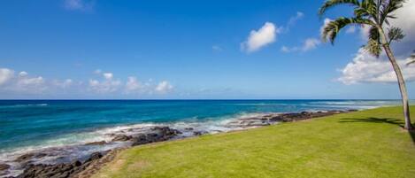 A coastal landscape with a clear sky, a grassy area, and a palm tree.