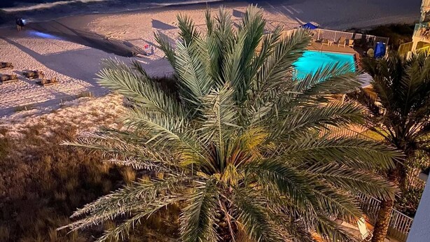 A rooftop terrace with a palm tree, a pool, and a view of the beach at night.