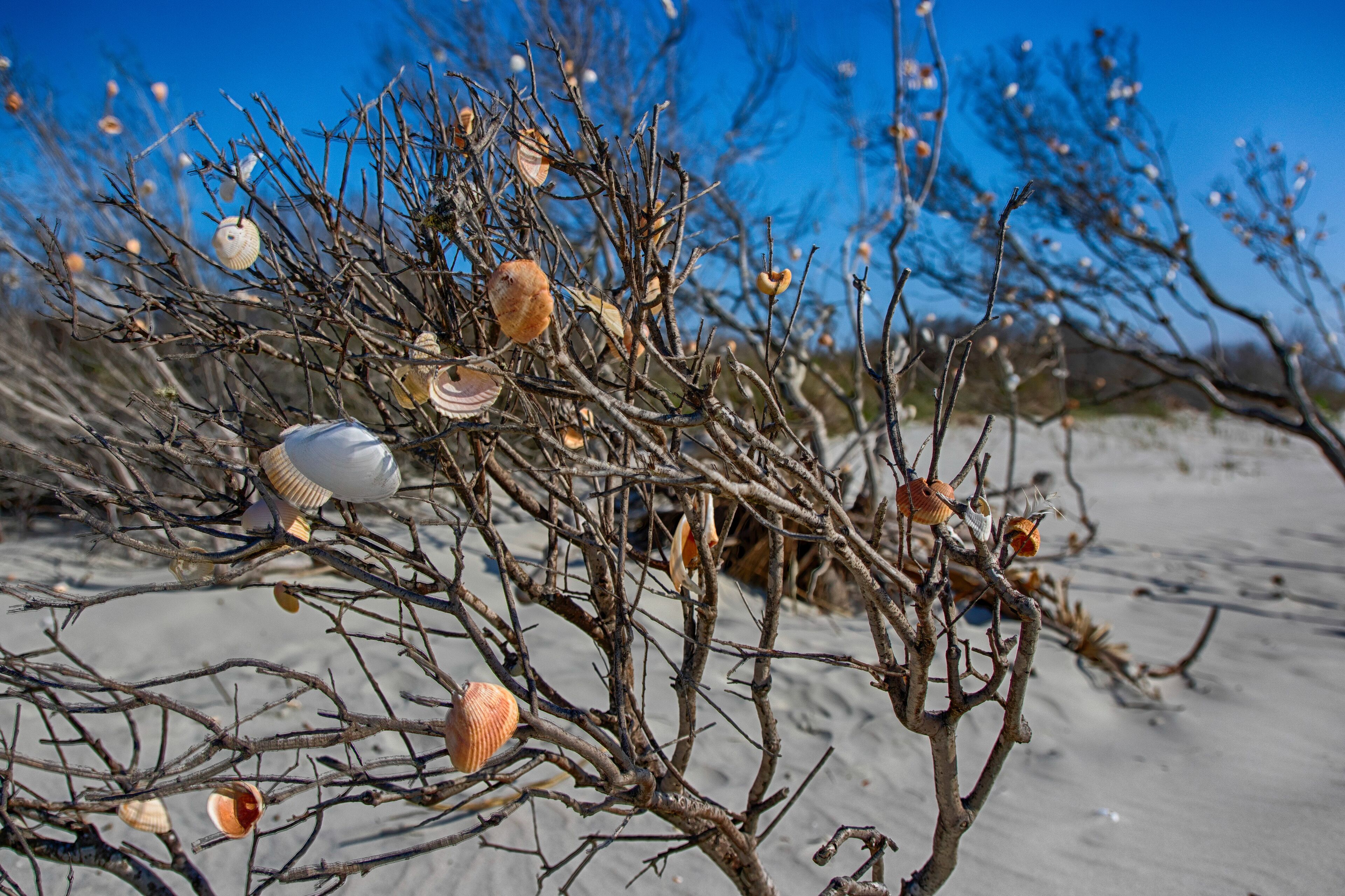 A beach scene with branches and seashells.