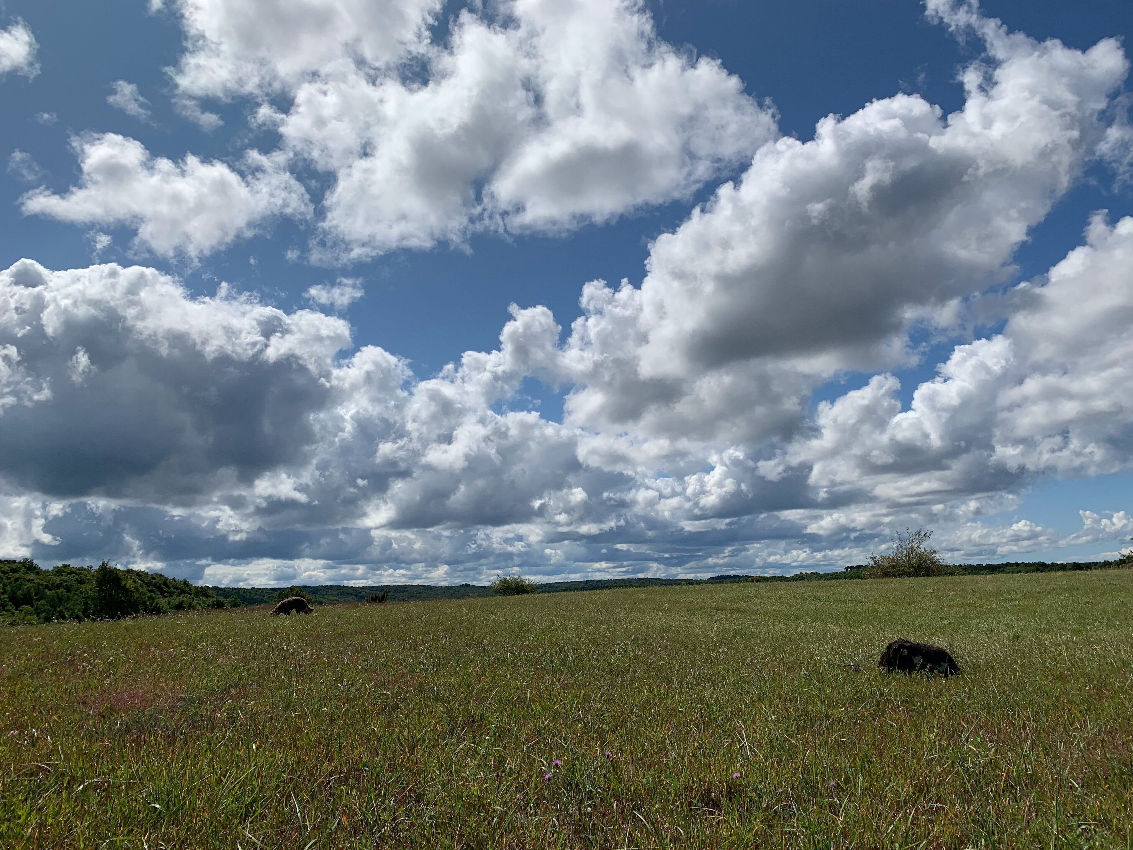 Um campo com céu claro e nuvens esparsas.