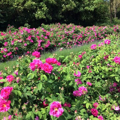 Cottage in 8 ha park with  lake, toys/swing set/ping pong .... Paris 80km