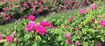 Cottage in 8 ha park with lake, toys/swing set/ping pong .... Paris 80km