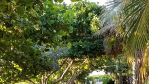 Un sentier pavé bordé d’arbres et d’un palmier.