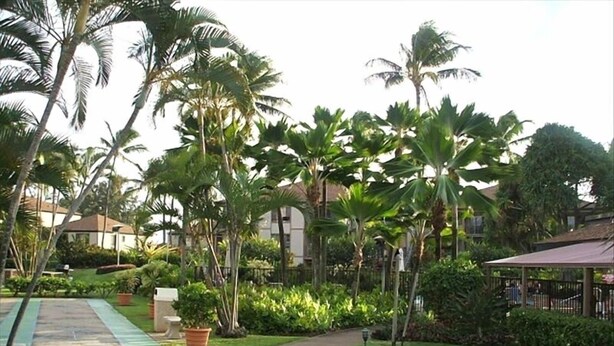 A well-maintained garden with palm trees, a pathway, and a pool area. - PERFECT KAUAI Condo!! Steps from Beach/2bd2bth Washer/Dryer AC -Free Parking (Kapaa)