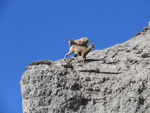 A rocky mountain landscape with two goats on a cliff edge.