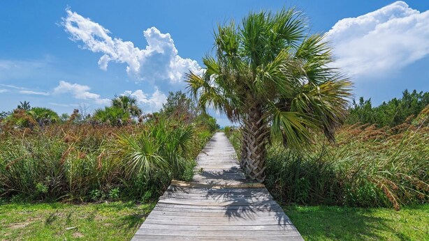 A wooden boardwalk leading through a natural area with palm trees and dense vegetation. - RARE 6 bedroom, 4 bath OCEANFRONT home, wonderful views & breathtaking sunsets! (Edisto Beach)
