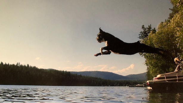 En hund hoppar från en brygga ner i en sjö, med en skogbeklädd strand i bakgrunden.