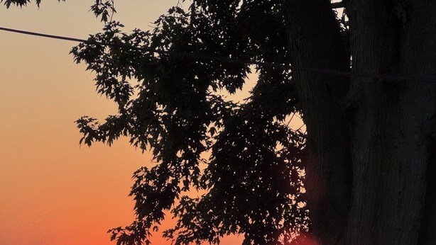 Un atardecer sobre un cuerpo de agua tranquilo con un árbol en primer plano.