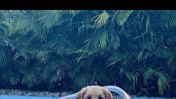 A dog wading in a pool with a metal ladder.