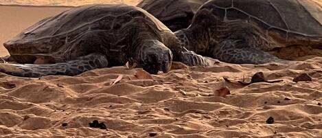 A desert landscape with two large tortoises on the sand.