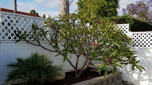 Een boom met groene bladeren en rode bloemen in een plantenbak naast een witte hek.