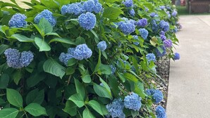 Un jardin agrémenté de buissons d’hortensias le long d’une clôture en bois.