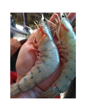 Unclassified image, 5 of 35, button