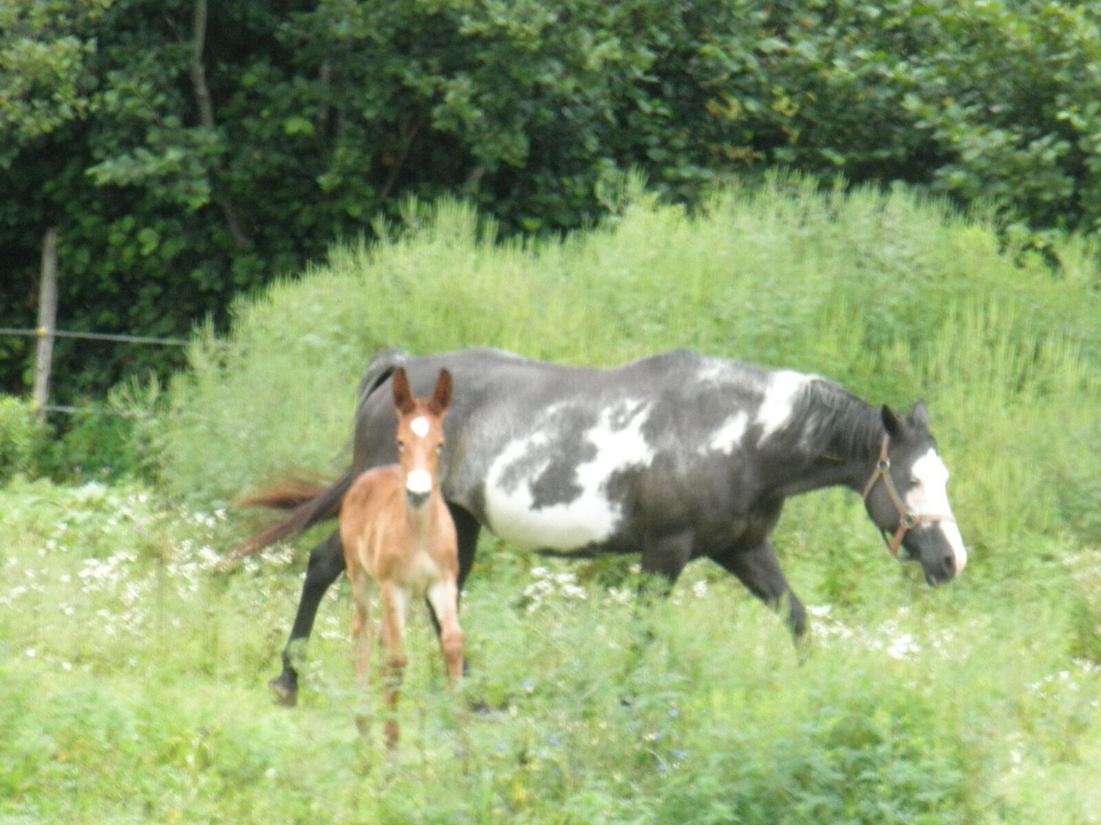 A horse and a foal in a grassy field with trees in the background.