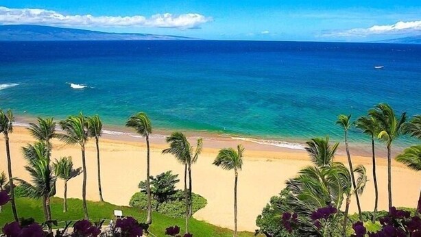 Uma praia com palmeiras e vista para o oceano.
