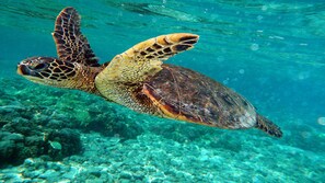 A sea turtle swimming underwater. - 'PONO PLANTATION COTTAGE' WINTER IN PARADISE-3 BEDROOM (Lahaina)