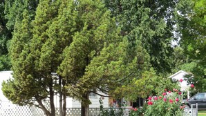 Un quartier résidentiel avec un grand arbre à feuilles persistantes, une clôture blanche et une maison en arrière-plan.