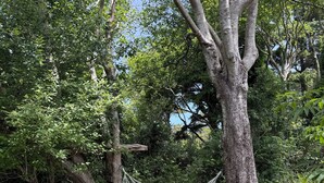 Una hamaca atada entre dos árboles en un área con césped y abundante follaje al fondo.