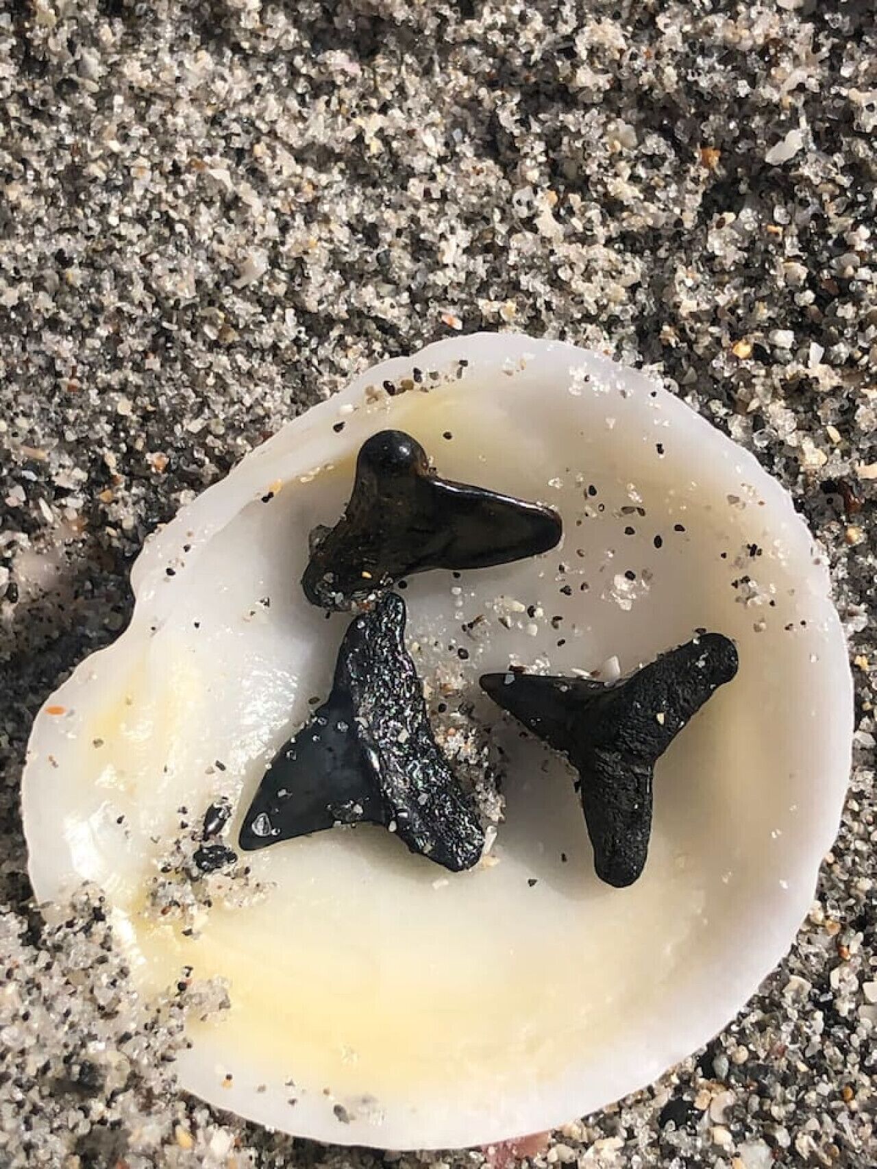 Eine weiße Muschel mit zwei schwarzen Objekten, die Fische ähneln, auf sandigem Untergrund.